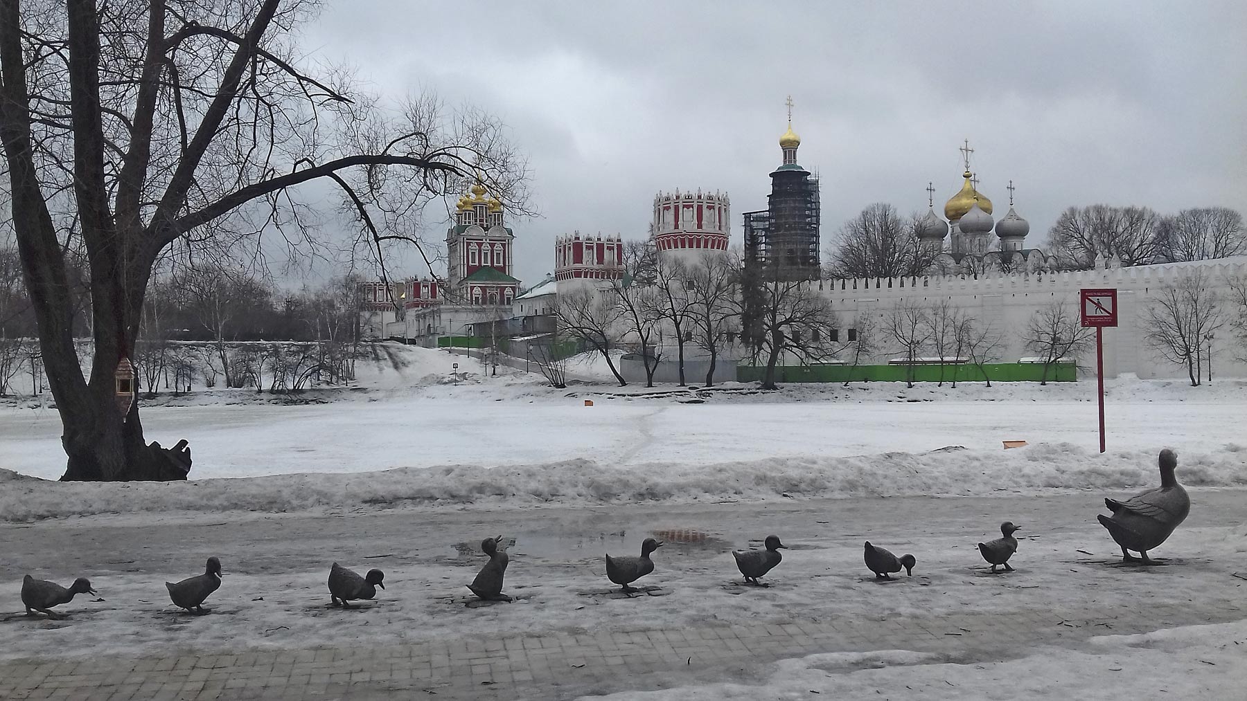 Moscow Ducklings, Novodevichy Park - Moscow, Russia 