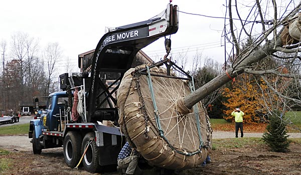 Capizzi large tree moving