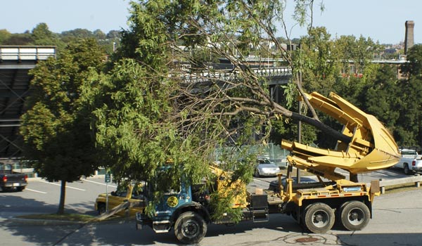 Capizzi large tree moving